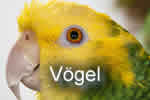 Vögel