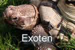 Exoten